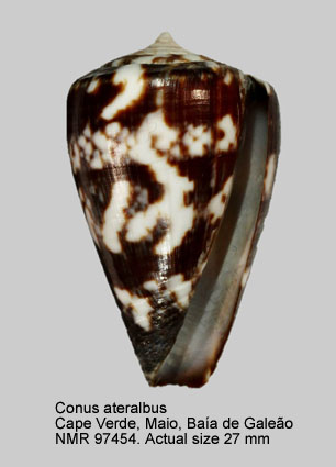 Conus ateralbus (17).jpg - Conus ateralbus Kiener,1850